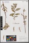 Foto von Salix xanthicola K. I. Chr.